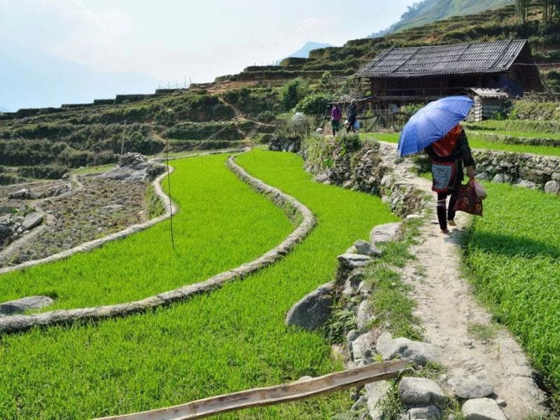 Easy Sapa Trekking with Homestay in Village