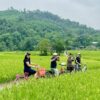 Free cycling in ninh binh